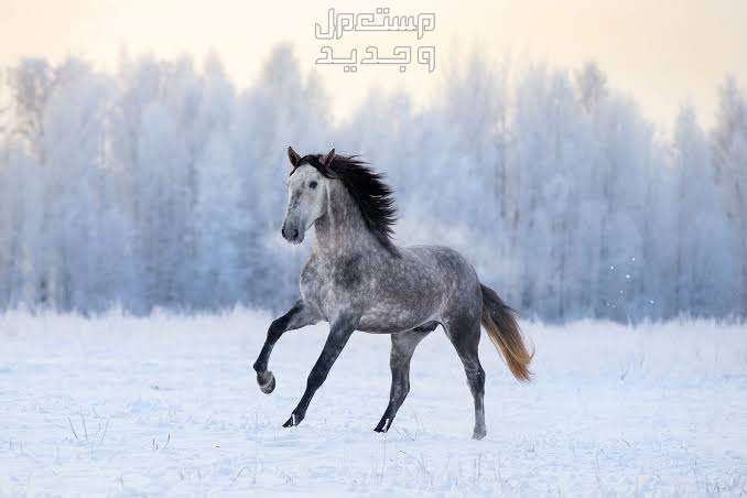 تعرف على الخيول الاندلسية وأهم مميزاتها وخصائصها تتحمل الخيول الأندلسية البرد