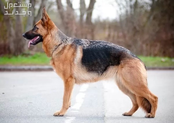 تعرف على أشهر انواع الكلاب الاليفه ومميزاتهم الفريدة في الكويت كلب الراعي الألماني