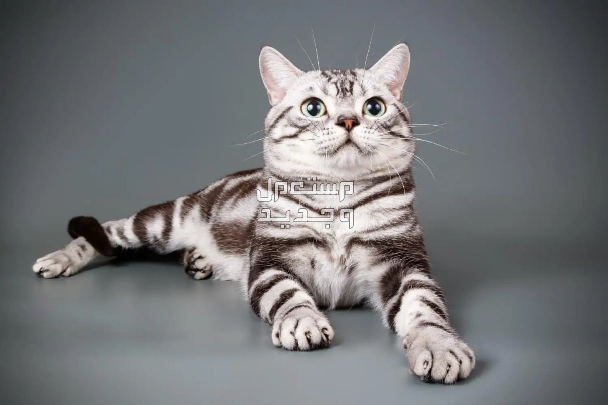 تعرف على أفضل 10 انواع القطط المنزلية في قطر قط أمريكي قصير الشعر