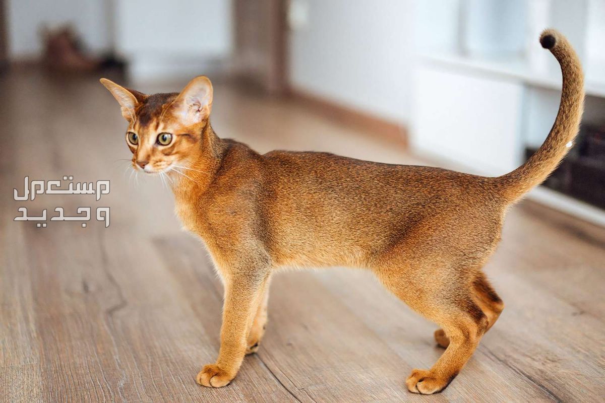 تعرف على أفضل 10 انواع القطط المنزلية في مصر قط حبشي