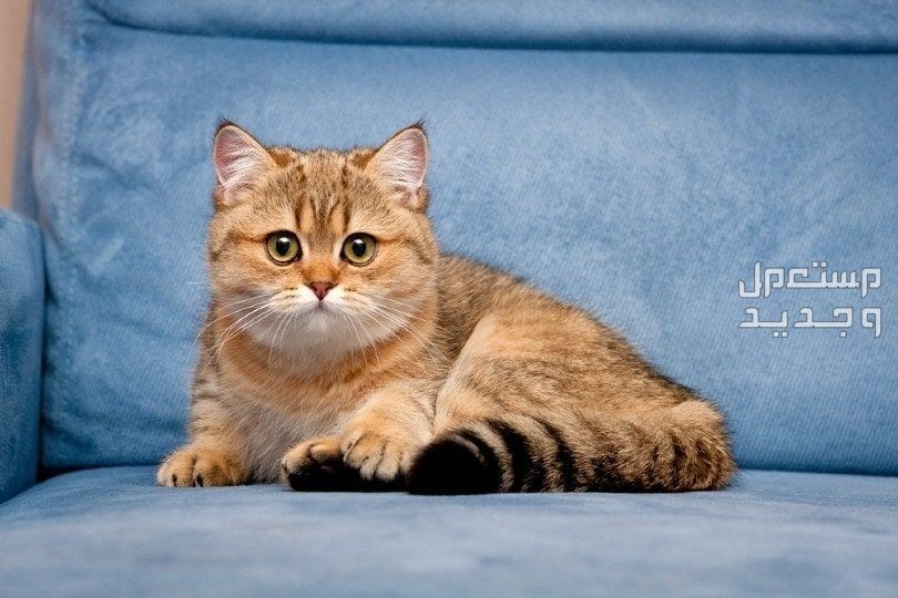 تعرف على أفضل 10 انواع القطط المنزلية قط بريطاني قصير الشعر