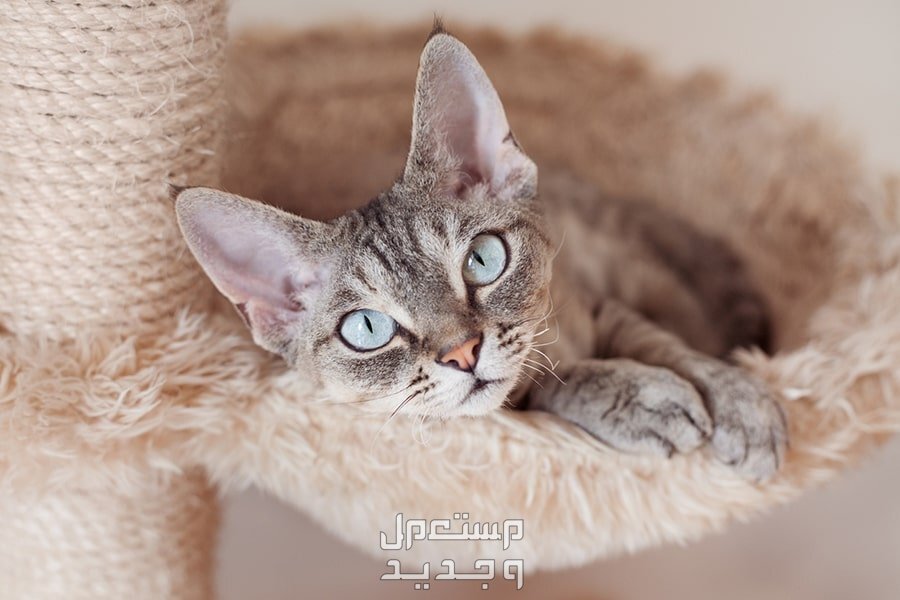 تعرف على أفضل 10 انواع القطط المنزلية في الإمارات العربية المتحدة قط ديفون ريكس