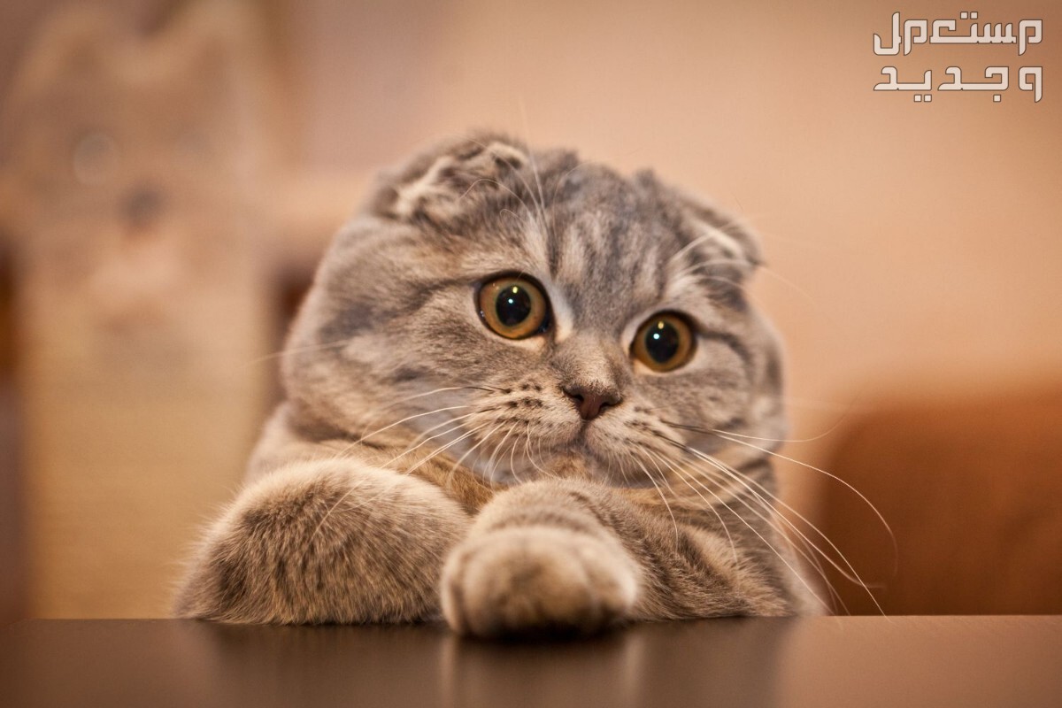 تعرف على أفضل 10 انواع القطط المنزلية في قطر قط سكوتش فولد