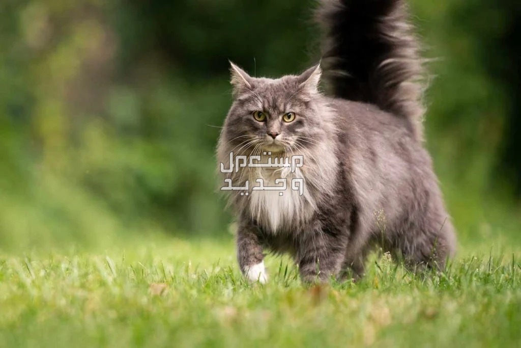 تعرف على أفضل 10 انواع القطط المنزلية في الإمارات العربية المتحدة قط ماين كون