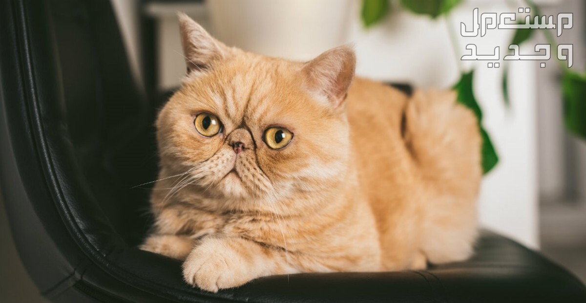 تعرف على أفضل 10 انواع القطط المنزلية في السعودية القط الدخيل قصير الشعر