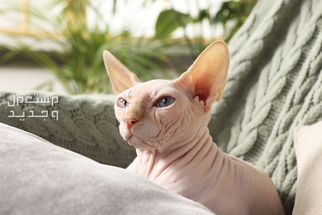 تعرف على أفضل 10 انواع القطط المنزلية في الإمارات العربية المتحدة القط الفرعوني سفنكس