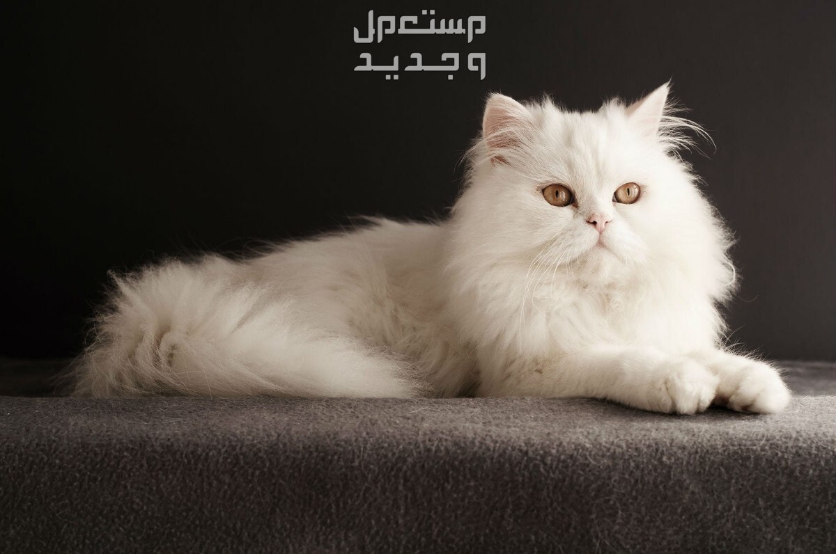 تعرف على أفضل 10 انواع القطط المنزلية في السعودية القط الشيرازي