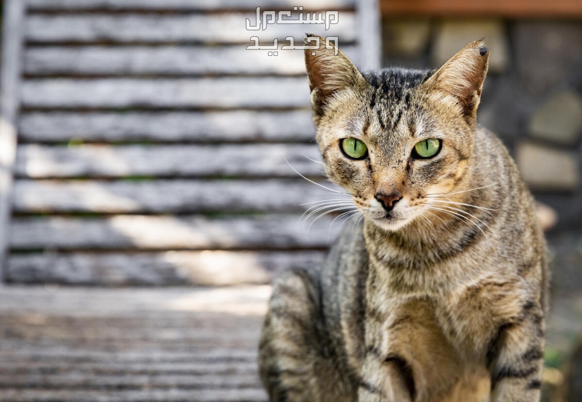 تعرف على أفضل 10 انواع القطط المنزلية في لبنان قط منزلي