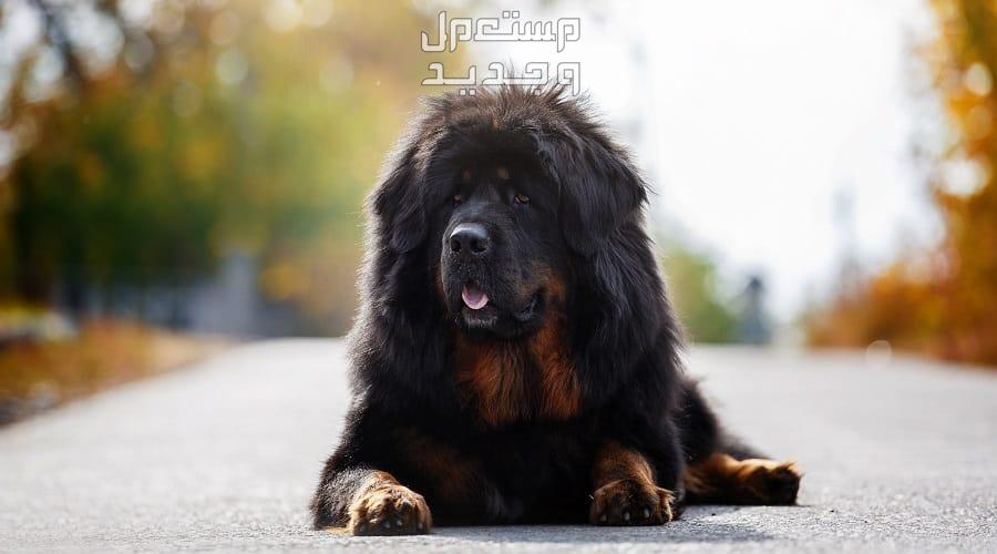 تعرف على كلب التبت وأهم خصائصه الفريدة كلب التبت بشعر أسود