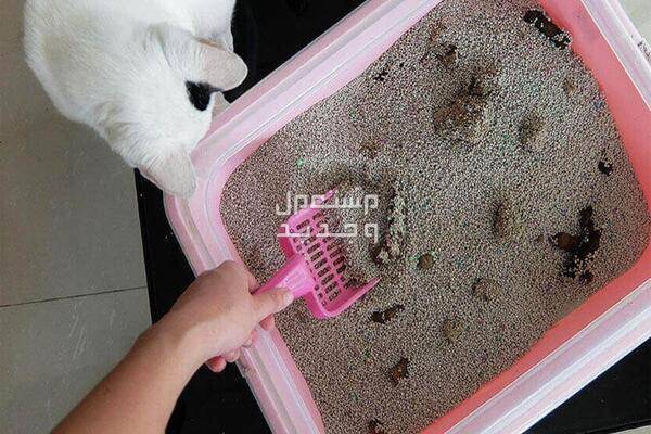 تعرف على افضل رمل للقطط مناسب لجميع الأنواع تنظيف الرمل