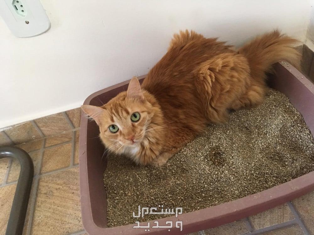 تعرف على افضل رمل للقطط مناسب لجميع الأنواع قطة تقضي حاجتها داخل صندوق الرمل