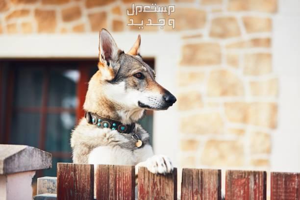 دليل شامل لكيفية تدريب الكلب على الحراسة في الأردن مراقبة كلاب الحراسة