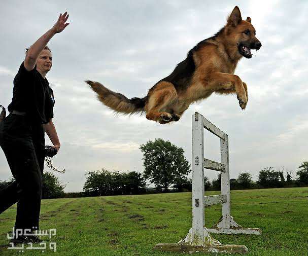دليل شامل لكيفية تدريب الكلب على الحراسة في الأردن تدريب كلاب الحراسة