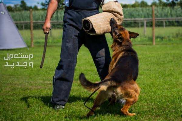 دليل شامل لكيفية تدريب الكلب على الحراسة في تونس تعنيف الكلب