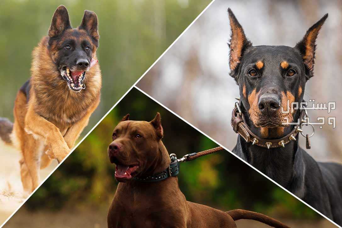 دليل شامل لكيفية تدريب الكلب على الحراسة في الأردن أنواع كلاب الحراسة