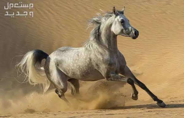 تعرف على مواصفات الخيل العربي الأصيل خيل عربي يركض في الرمال