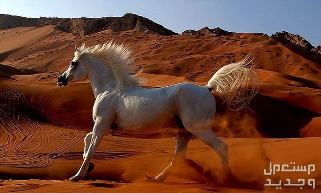 تعرف على مواصفات الخيل العربي الأصيل قوة الخيل العربي