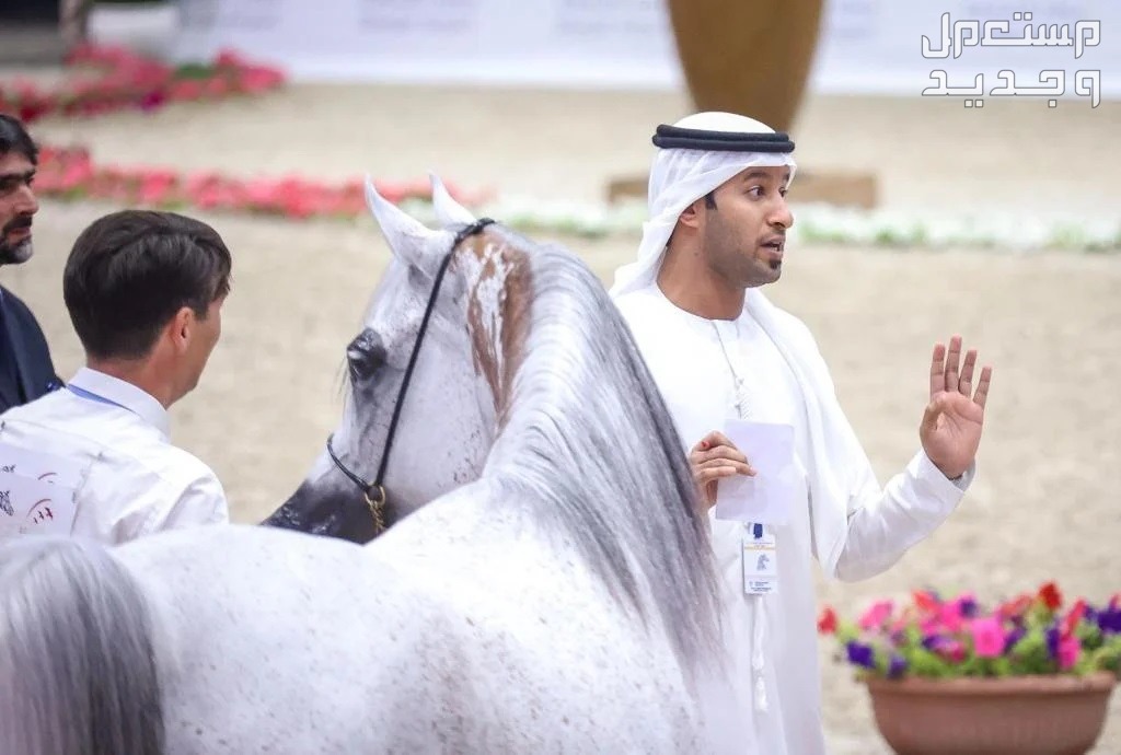 تعرف على مواصفات الخيل العربي الأصيل خيل عربي في مزاد