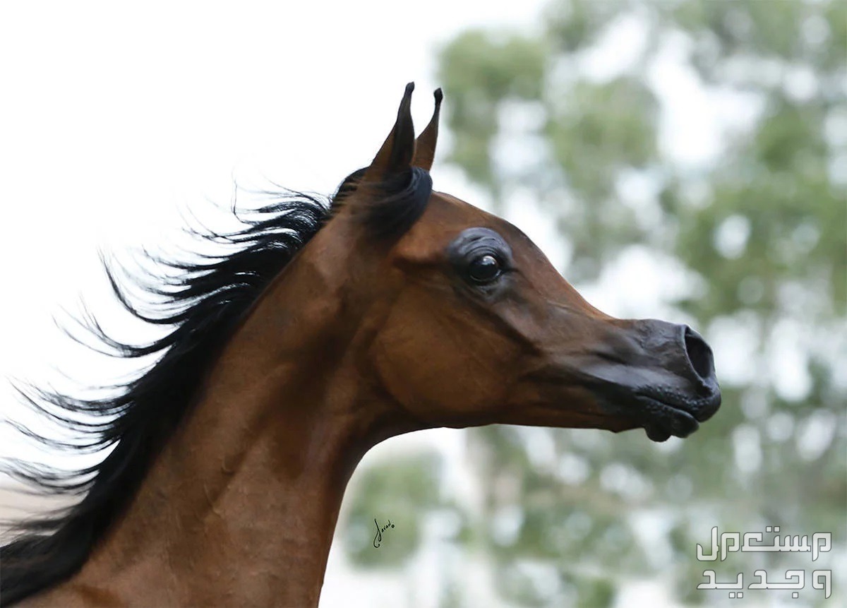 تعرف على مواصفات الخيل العربي الأصيل وجه الخيل العربي