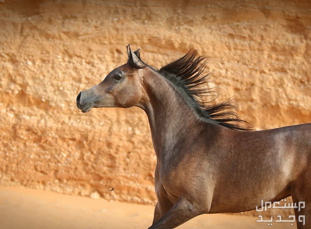 تعرف على مواصفات الخيل العربي الأصيل خيل عربي مميز