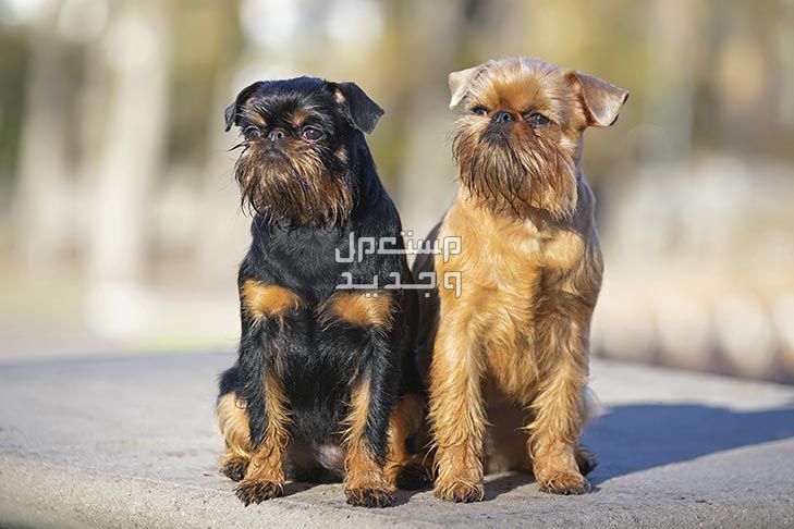 دليل شامل عن كلاب الجريفون وكيفية الاعتناء بهم في ليبيا ألوان كلاب الجريفون