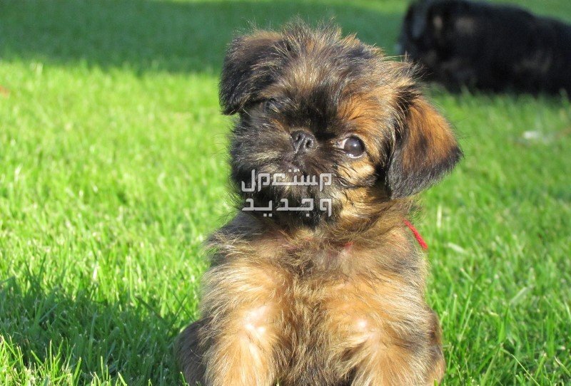 دليل شامل عن كلاب الجريفون وكيفية الاعتناء بهم صورة لطيفة لكلب الجريفون