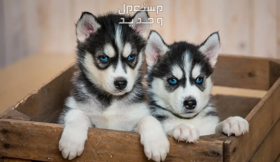 تعرف على أشهر انواع كلاب الهاسكي في الأردن كلاب هاسكي صغيرة