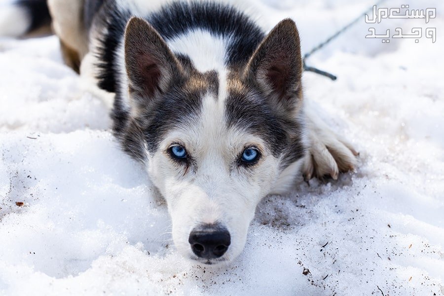 تعرف على أشهر انواع كلاب الهاسكي في قطر كلب هاسكي الاسكا