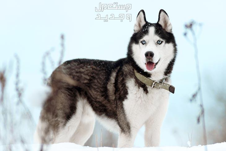 تعرف على أشهر انواع كلاب الهاسكي في الأردن كلب هاسكي سيبيري