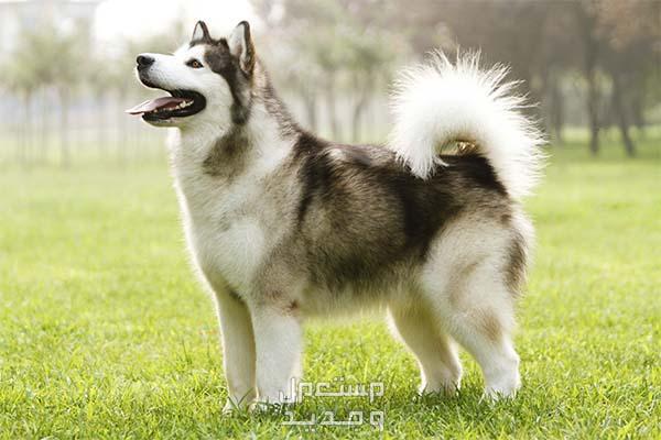 تعرف على أشهر انواع كلاب الهاسكي في الأردن كلب ملموت الاسكي