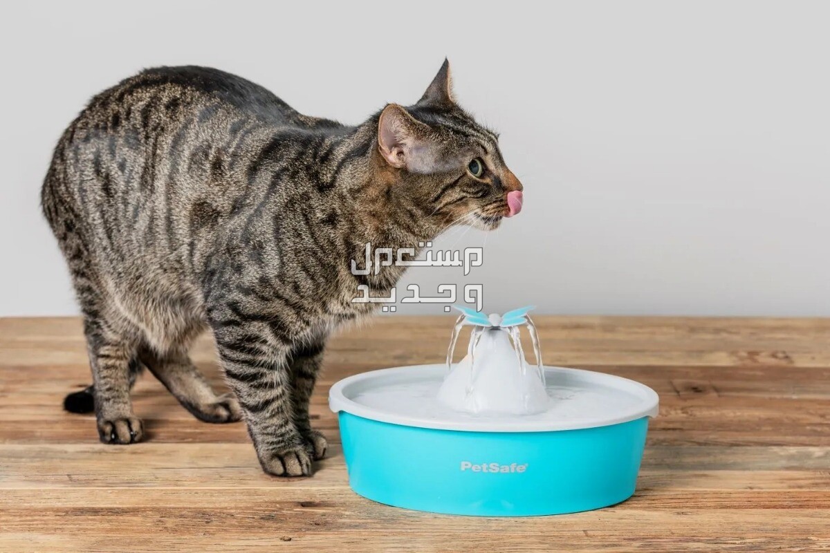 دليل العناية الشامل للتعرف على جميع احتياجات القطط في الأردن قطة تشرب مياه
