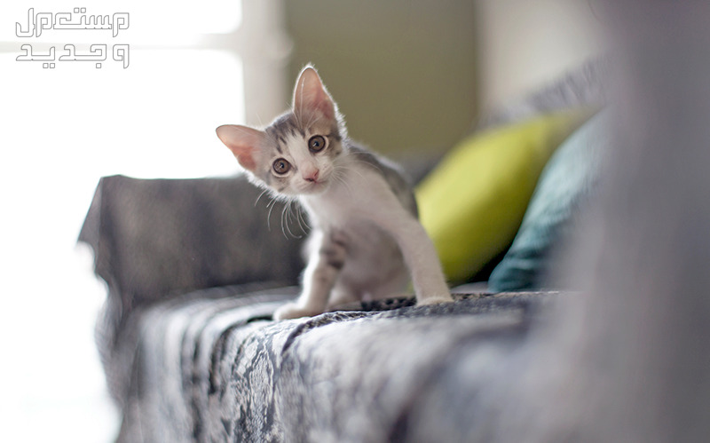 دليل العناية الشامل للتعرف على جميع احتياجات القطط في عمان قطة صغيرة تنظر