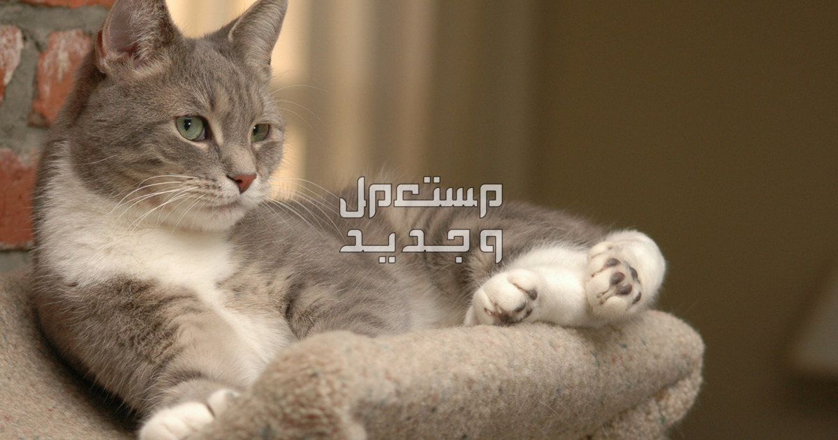 دليل العناية الشامل للتعرف على جميع احتياجات القطط في السعودية قطة جالسة في ترقب
