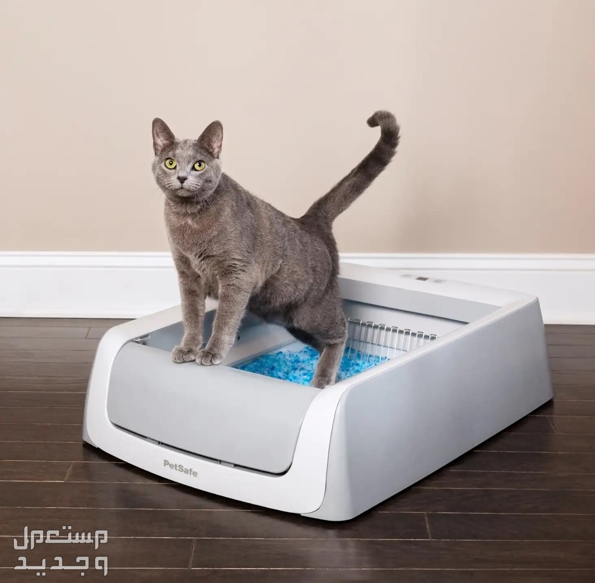 دليل العناية الشامل للتعرف على جميع احتياجات القطط في الأردن صندوق الرمل للقطط