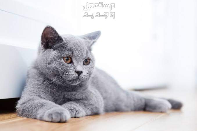 دليل شامل عن قطط روسية زرقاء وكيفية الاعتناء بهم في الجزائر قط روسي مسترخي