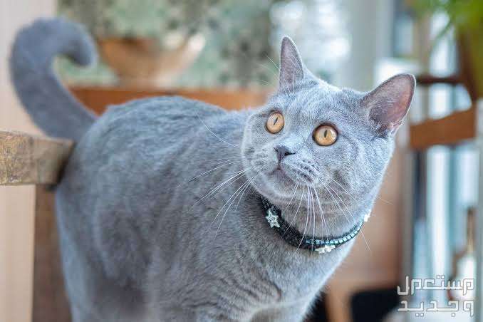 دليل شامل عن قطط روسية زرقاء وكيفية الاعتناء بهم في الجزائر قط روسي أزرق