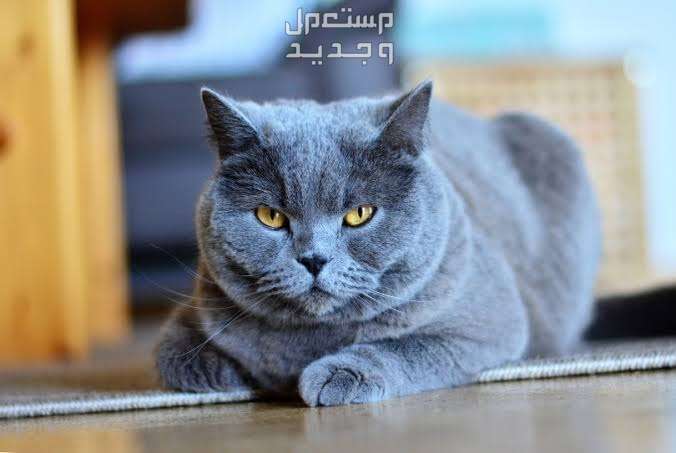 دليل شامل عن قطط روسية زرقاء وكيفية الاعتناء بهم في الجزائر نظرة القط الروسي الأزرق