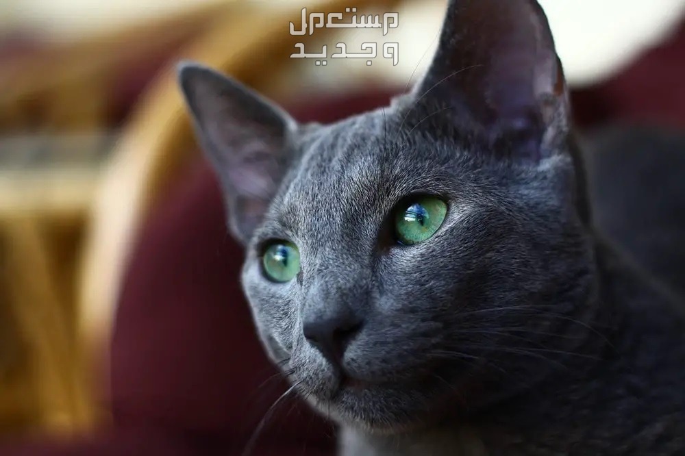 دليل شامل عن قطط روسية زرقاء وكيفية الاعتناء بهم عيون القط الروسي الأزرق