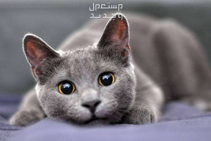 دليل شامل عن قطط روسية زرقاء وكيفية الاعتناء بهم في الجزائر وجه القط الروسي