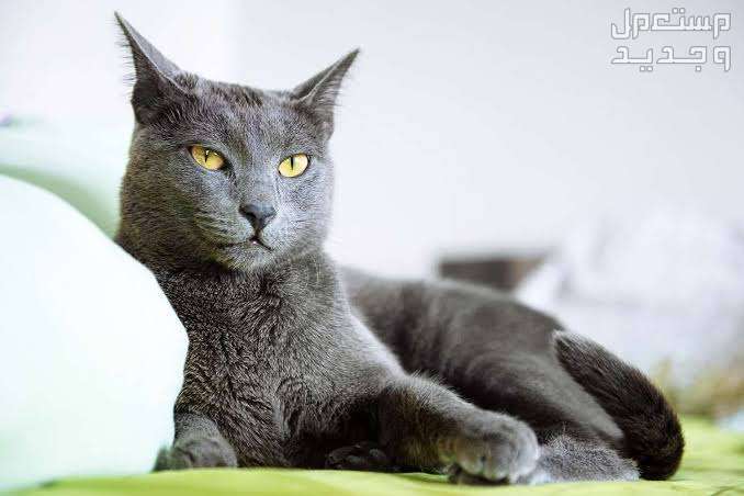 دليل شامل عن قطط روسية زرقاء وكيفية الاعتناء بهم في الجزائر قط روسي أزرق جالس