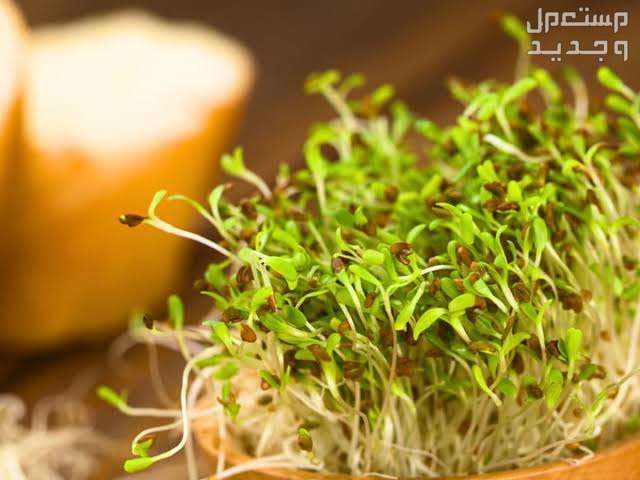 تعرف على أفضل غذاء عصافير منزليه صغيره براعم البرسيم