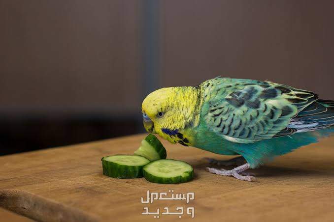 تعرف على أفضل غذاء عصافير منزليه صغيره عصفور يأكل خيار