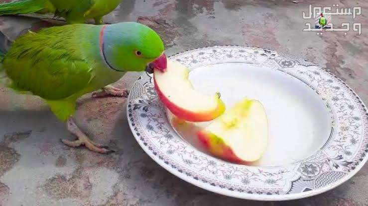 تعرف على أفضل غذاء عصافير منزليه صغيره عصفور يأكل تفاح