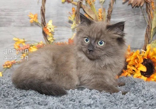 تعرف على قط راغدول الرائع والمميز في المغرب قط راغدول صغير بلون داكن