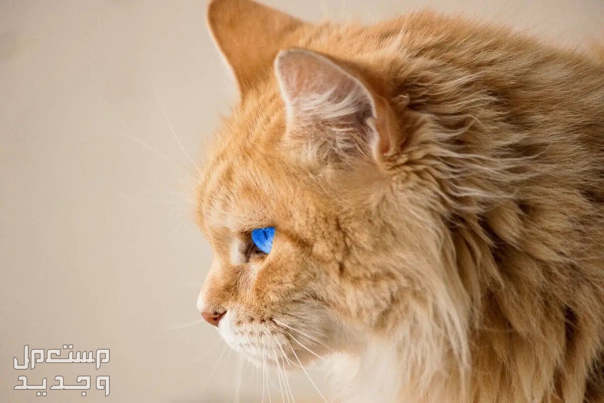 تعرف على قط راغدول الرائع والمميز في السعودية قط راغدول بلون رائع وعيون زرقاء