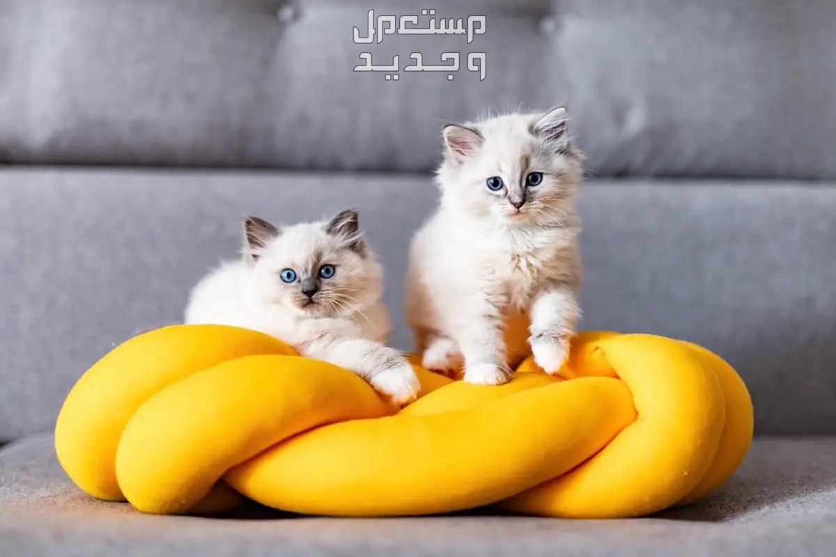 تعرف على قط راغدول الرائع والمميز في السعودية قطط راغدول تجلس على وسادة