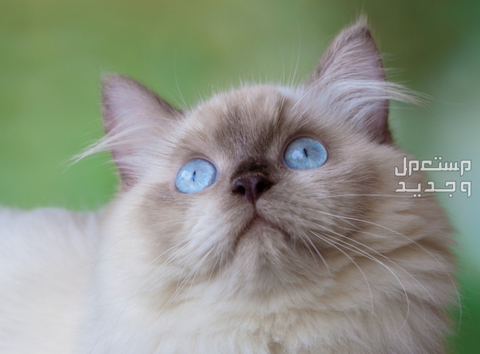 تعرف على كل ما يخص قطط الهملايا في جيبوتي قط هملايا بعيون زرقاء رائعة