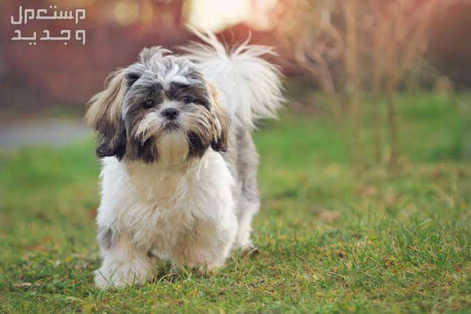 دليل شامل عن كلب شيتزو وكيفية الاعتناء به في جيبوتي نظرة كلب شيتزو اللطيفة