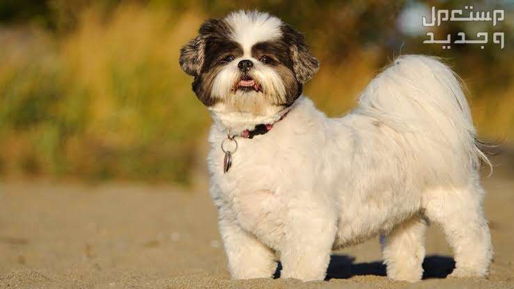 دليل شامل عن كلب شيتزو وكيفية الاعتناء به في جيبوتي كلب شيتزو رائع ولطيف