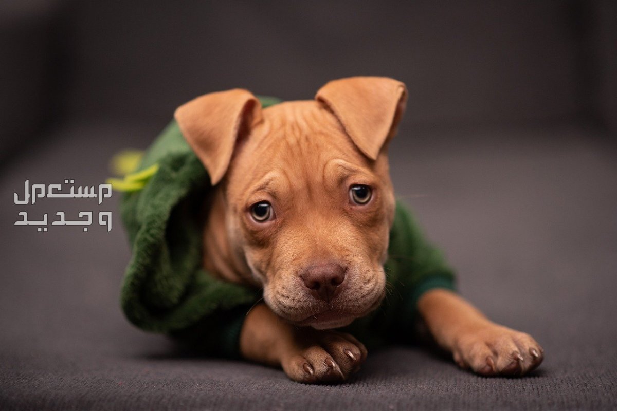 تعرف على حقائق مثيرة عن كلب البيتبول القوي كلب بيتبول صغير